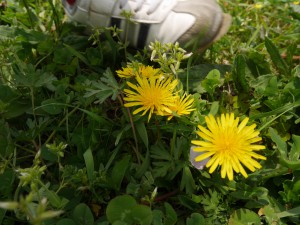 IMG_0948