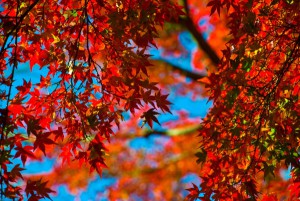 DSC_0119-600x401