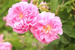 Damask Rose flowers (Rosa x Damascena) in Innsbruck