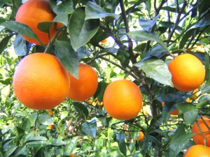 orange