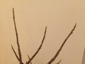 IMG_5400
