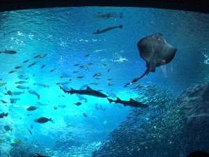 IMG_1112