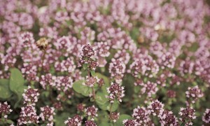 Marjoram1