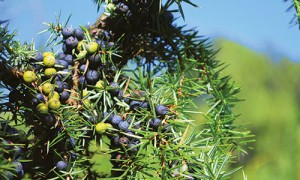 juniper