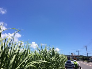 IMG_8286