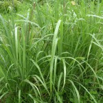 lemongrass