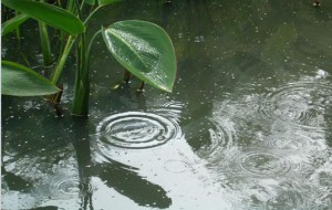 雨
