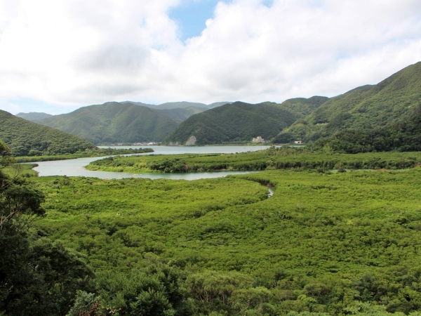 amami-mangrove