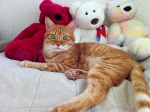 マサコ先生の猫ちゃん