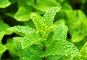 pepr_mint_oil1