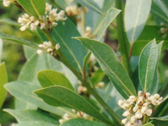 lauralleaf1