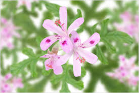 2images