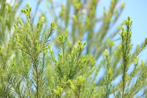 teatree_top680