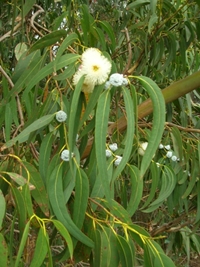 Eucalyptus%20globulus[1]