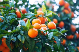 mandarins on branch